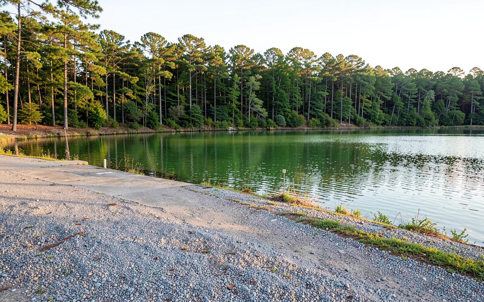 A concrete launch ramp sloping into calm green water beside a gravel lot and pine forest