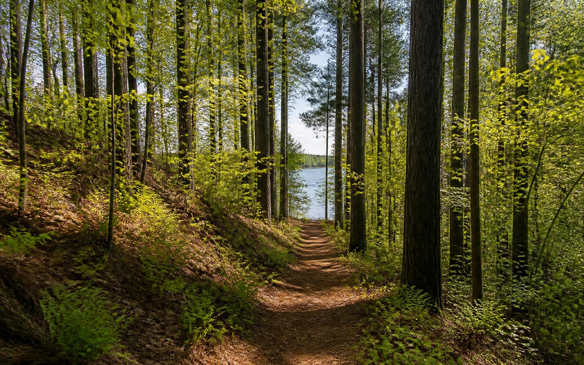 Sunlit hardwood trail in a nature preserve leading toward Mountain Island Lake