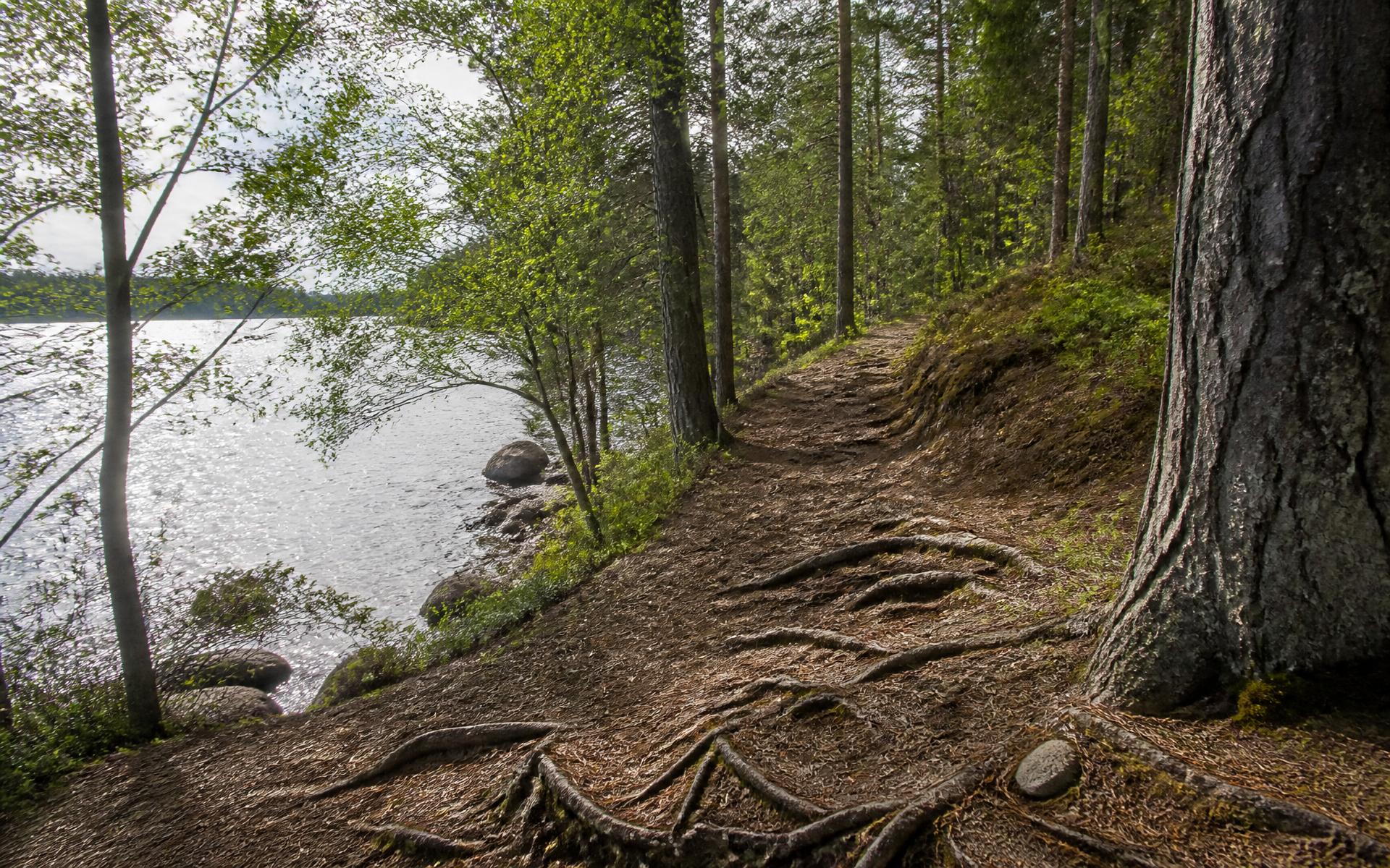 Sunlit forest trail in Latta Nature Preserve leading toward Mountain Island Lake