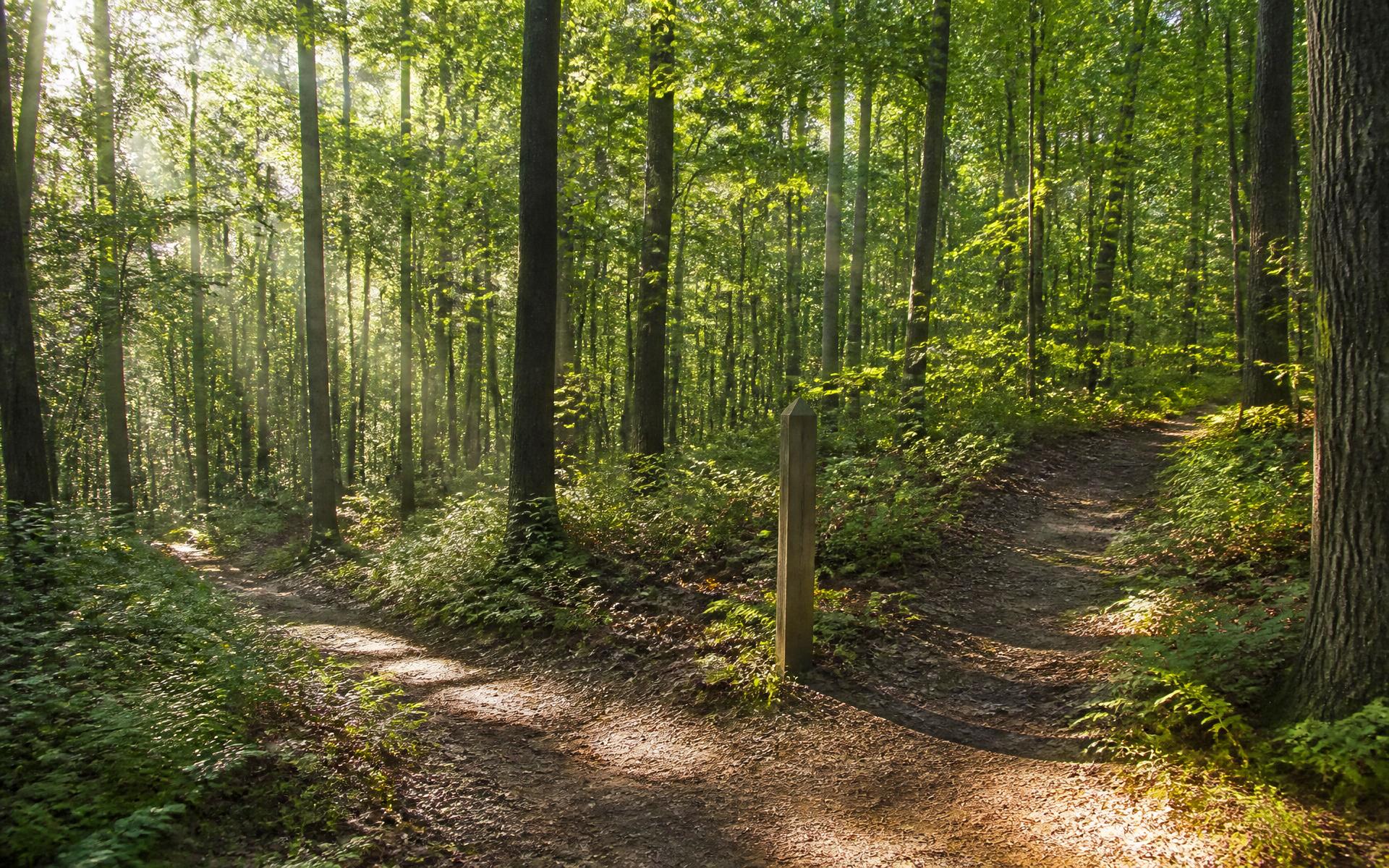 Forest trail forking in the woods near Mountain Island Lake